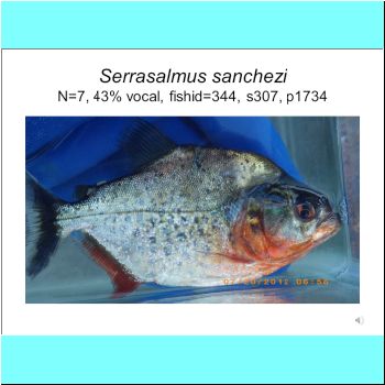 Serrasalmus sanchezi.png